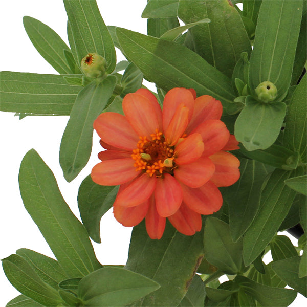 Profusion Double Deep Salmon