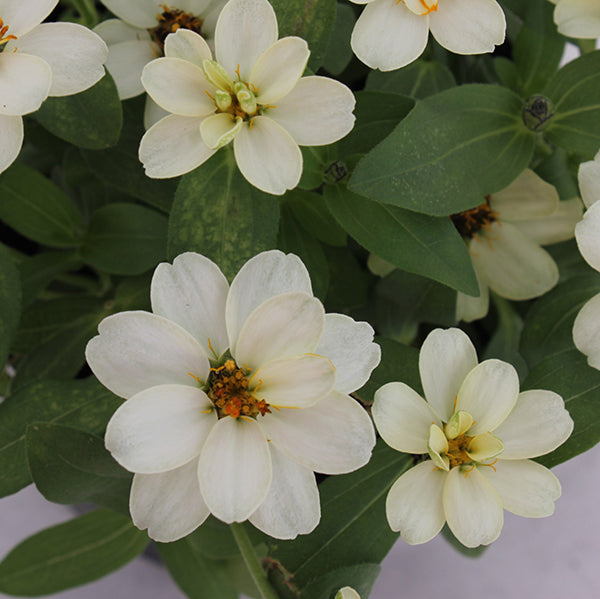 Profusion Double White