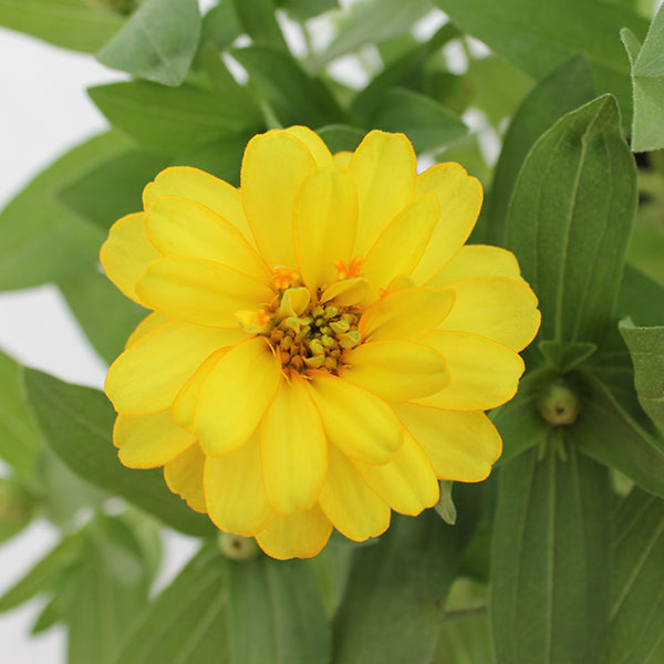 Profusion Double Yellow