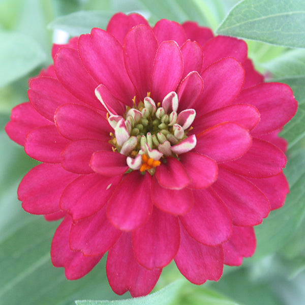 Zahara Double Cherry