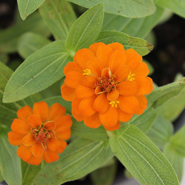 Zinnita Orange