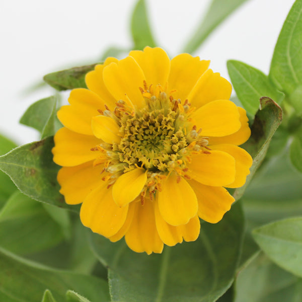 Zinnita Yellow