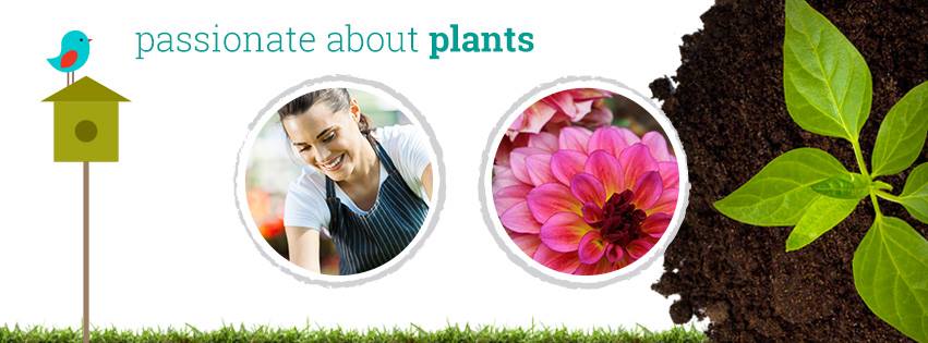 Costa Farms Social Media