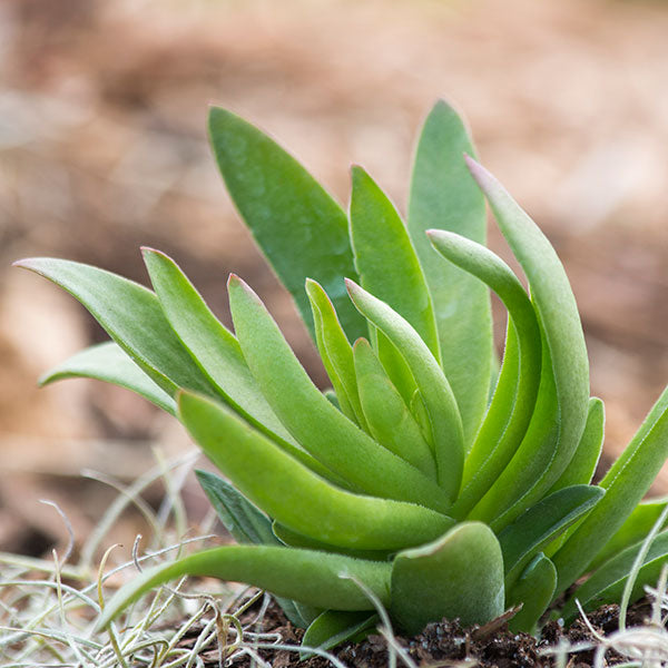Campfire Crassula