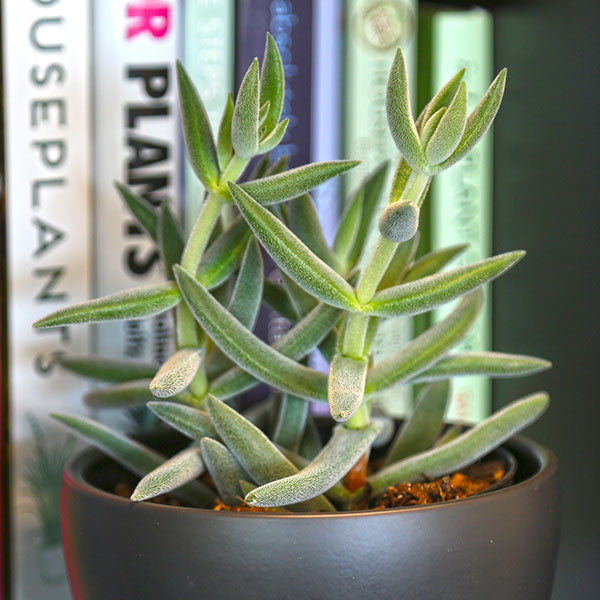 Crassula mesembryanthemoides