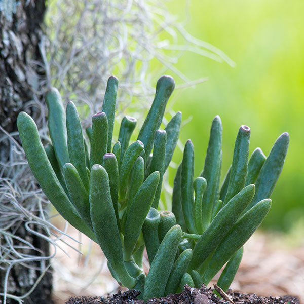 Coral Jade Plant