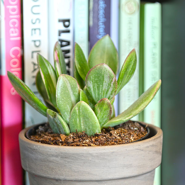 Variegated Jade Plant