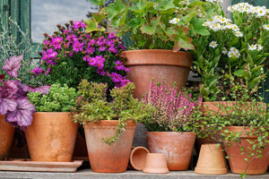 4 Plants You Should Never Plant in a Terracotta Pot