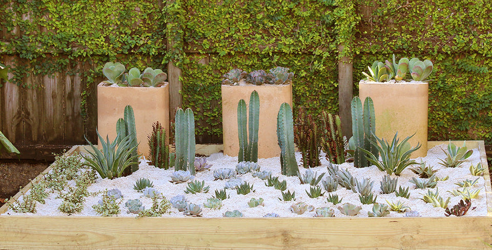 Garden with Cacti and Succulents