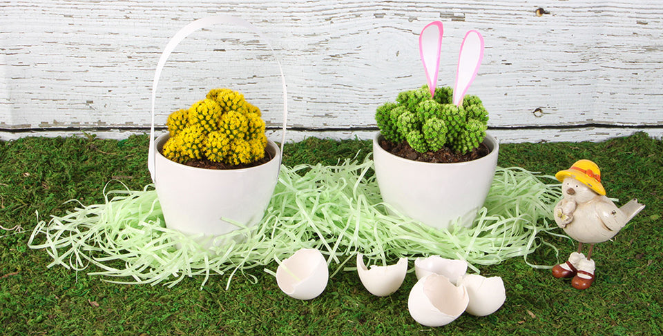 Celebrate Spring: Desert Gems