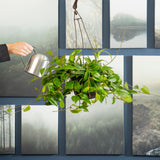 Hoya Sunrise | medium