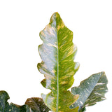 Close Up photo of variegated Philodendron Ring of Fire leaves