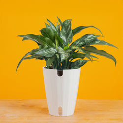 Albo Pothos | medium