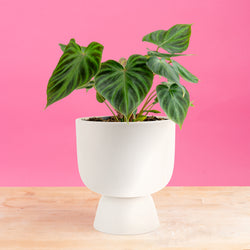 Monstera Burle Marx Flame | medium