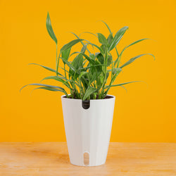 Albo Pothos | medium
