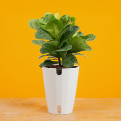 Bird's Nest Fern | medium