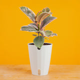 Ficus Ruby | medium
