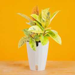 Albo Pothos | medium