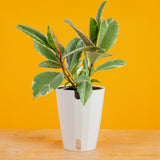 Ficus Tineke | medium