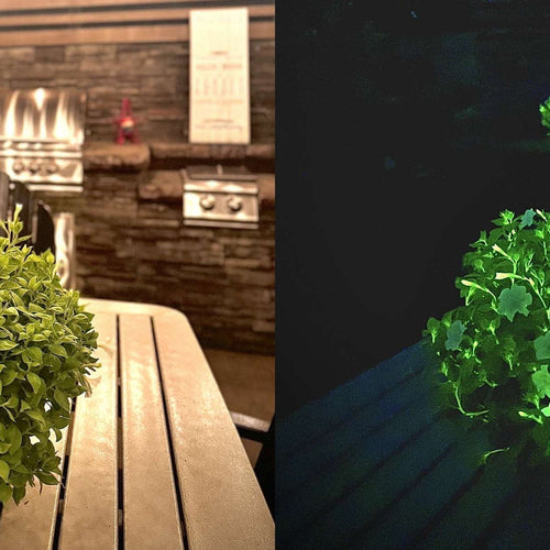 Grow Glow-in-the-Dark Firefly Petunia