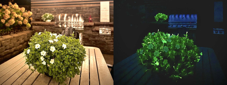 Grow Glow-in-the-Dark Firefly Petunia