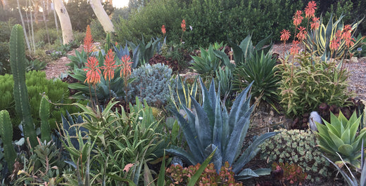 Fire-Proofing Your Garden