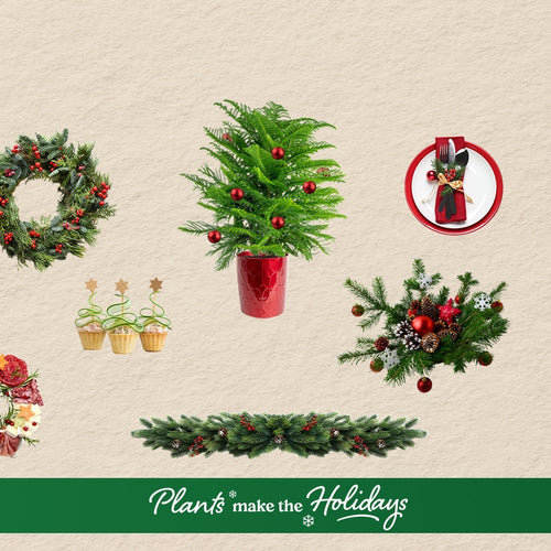 The Costa Farms 2025 Holiday Day Gift Guide