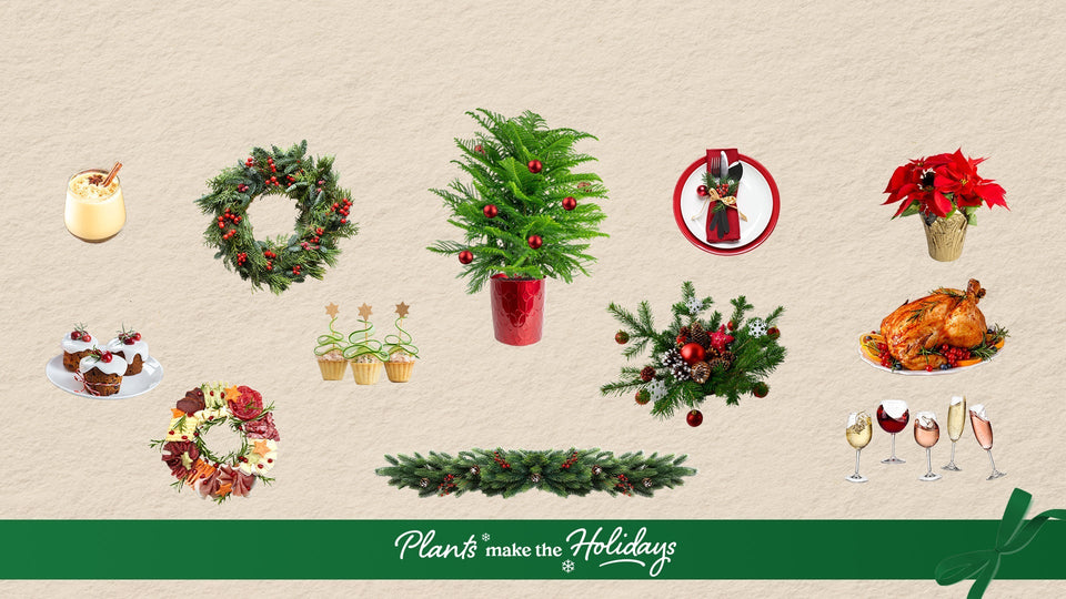 The Costa Farms 2025 Holiday Day Gift Guide