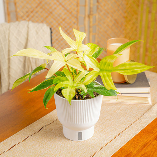 Philodendron Florida Ghost showing light new growth in a white self-watering container on a tabletop at Costa Farms