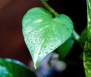 What Is My Plant? Round or Heart-Shape Leaves