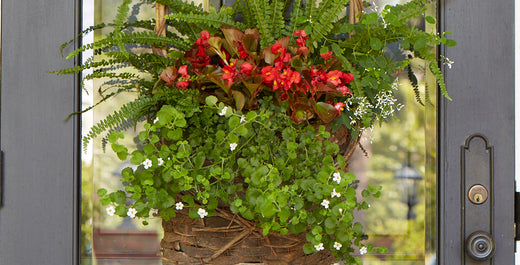 DoorScaping--Grow a Mini Garden on Your Front Door