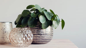 Pilea Peperomioides 101: How To Care For The Lucky, Low-Maintenance Plant