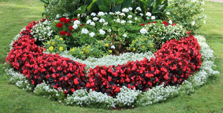How to Garden Like a Painter