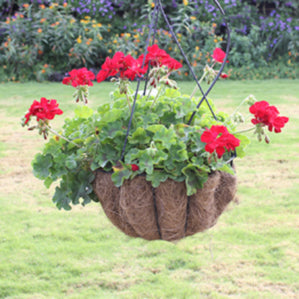 Calliope Dark Red Geranium