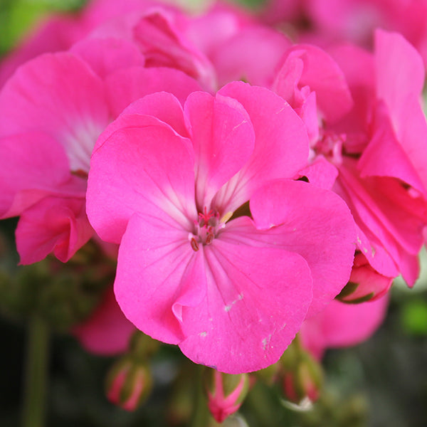 Survivor Pink Passion Geranium