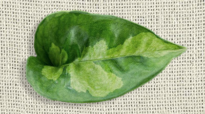 The Global Green Pothos leaf showcases a rich,
deep green color, providing a lush and classic appearance to this popular variety.