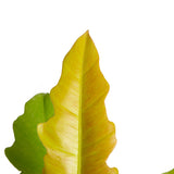 detail close up showcasing the varieties of green and yellow hues found in the philodendron golden crocodile plant the leaves looks long, pointed and almost serrated 