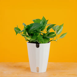 Albo Pothos | medium