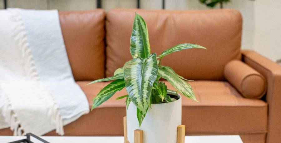 New!! Green Shield Schismatoglottis