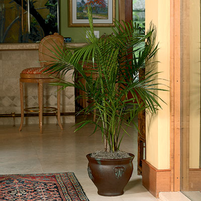 Majesty Palms – a large potted plant in a brown pot placed elegantly
in a room corner. Adorned with lush green foliage, the plant brings a refreshing
touch to the living room ambiance.