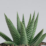 Haworthia Pumila Succulent | small