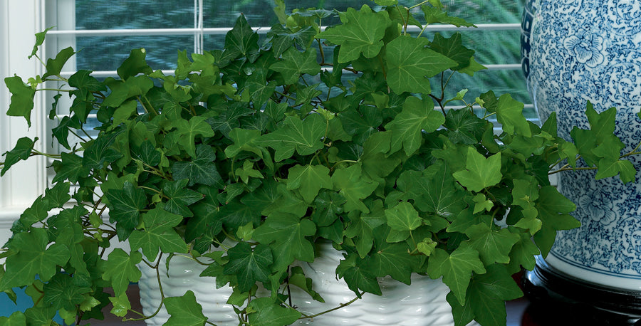 Ivy for Holiday (and Everyday) Decor