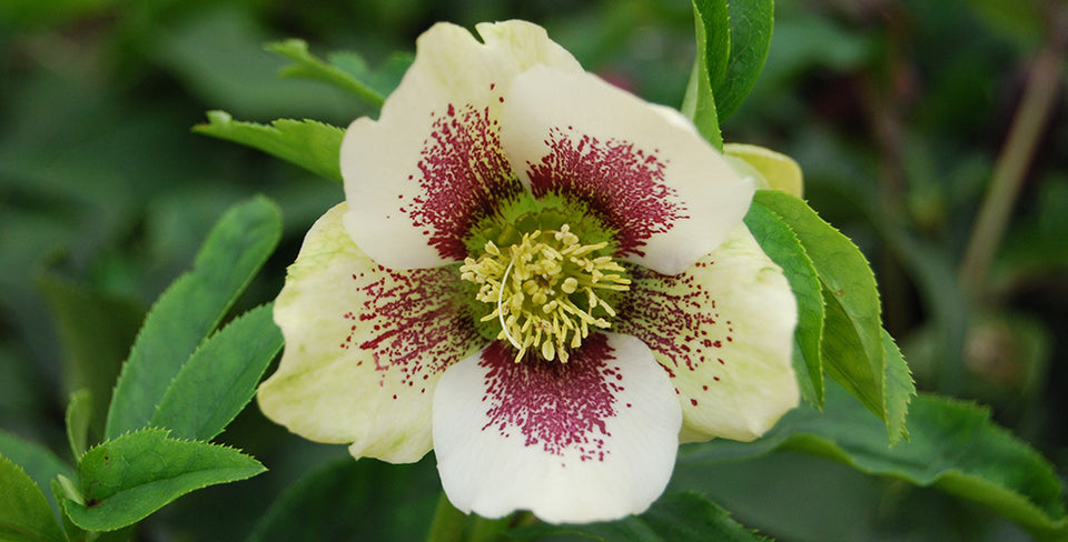 Start Your Spring Perennial Garden with Hellebores