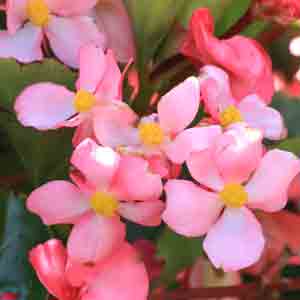 Season-by-Season Guide to Annual Flowers