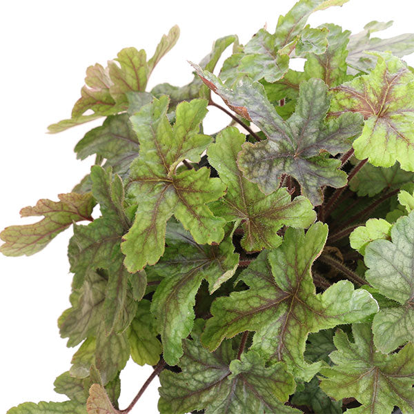 Alabama Sunrise Heucherella