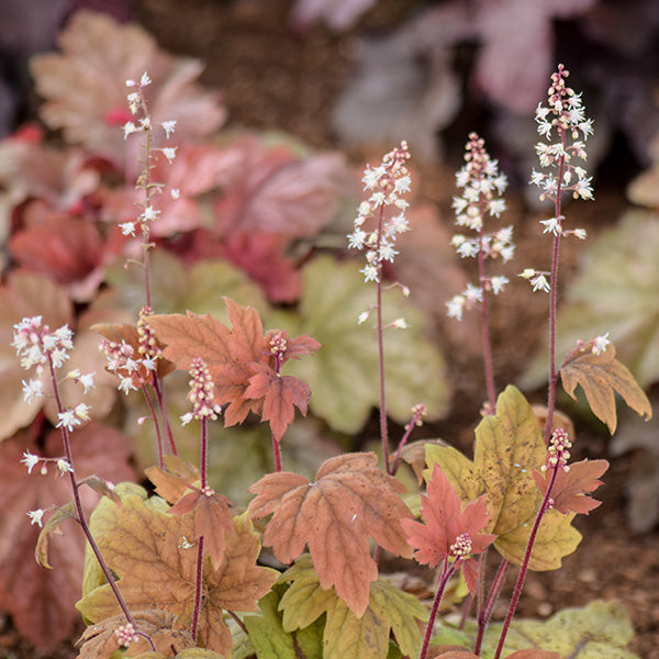 Sweet Tea Heucherella