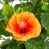 A closeup image of the Apollo Garden bloom. It is a beautiful shade of orange. 