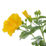 Tropical Hibiscus Ninos Yellow | medium
