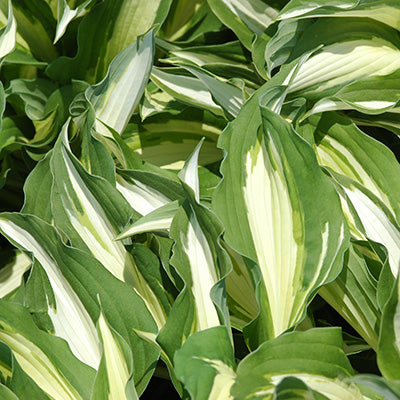 Night Before Christmas