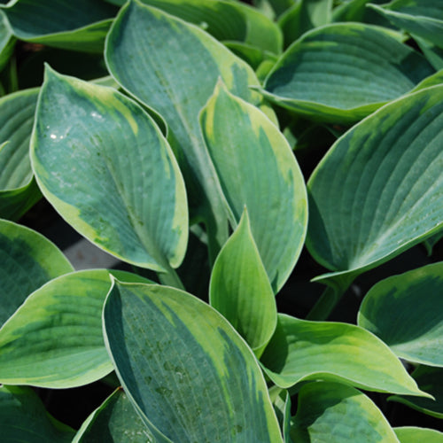 Tokudama Flavocircinalis